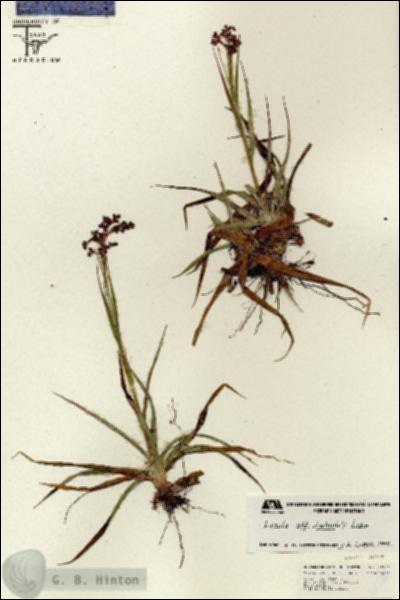 URN_catalog_HBHinton_herbarium_26586.jpg.jpg