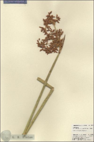 URN_catalog_HBHinton_herbarium_21955.jpg.jpg