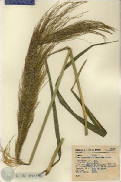 URN_catalog_HBHinton_herbarium_11629.jpg.jpg