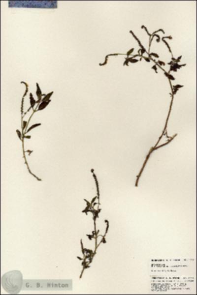 URN_catalog_HBHinton_herbarium_24272.jpg.jpg