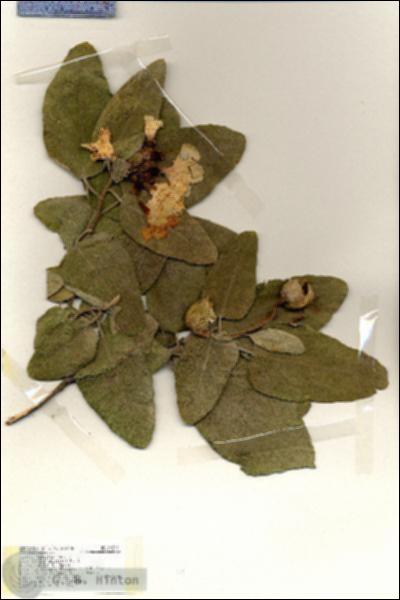 URN_catalog_HBHinton_herbarium_19271.jpg.jpg