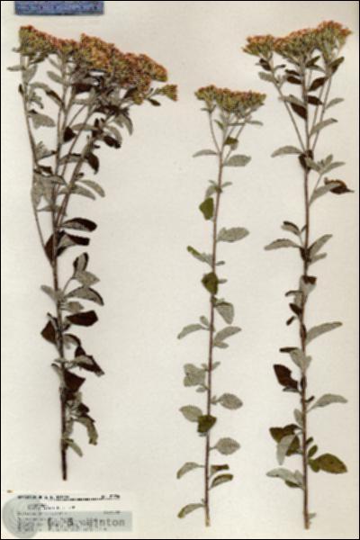 URN_catalog_HBHinton_herbarium_20706.jpg.jpg