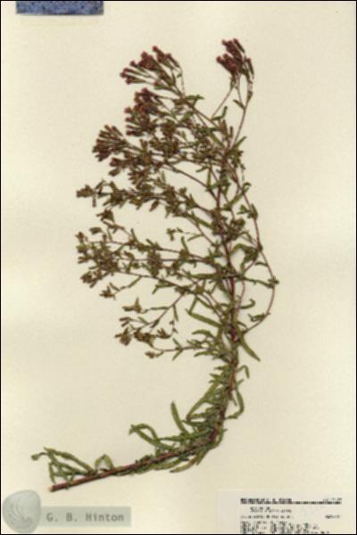 URN_catalog_HBHinton_herbarium_22127.jpg.jpg