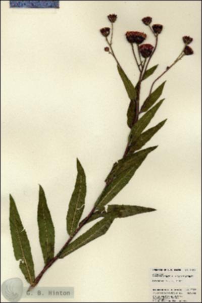 URN_catalog_HBHinton_herbarium_22078.jpg.jpg