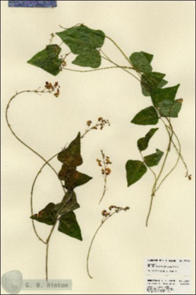 URN_catalog_HBHinton_herbarium_23241.jpg.jpg