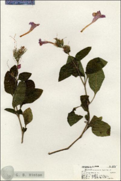 URN_catalog_HBHinton_herbarium_20550.jpg.jpg
