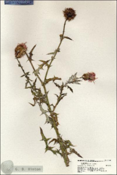 URN_catalog_HBHinton_herbarium_20365.jpg.jpg