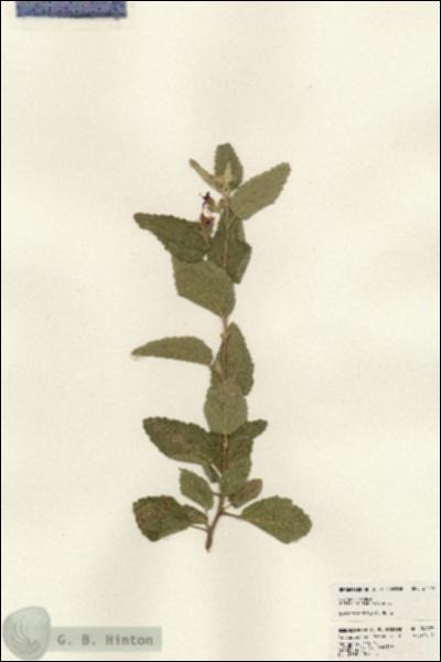 URN_catalog_HBHinton_herbarium_24179.jpg.jpg