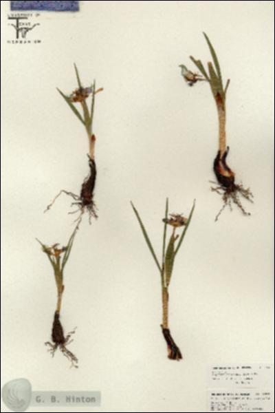 URN_catalog_HBHinton_herbarium_26543.jpg.jpg