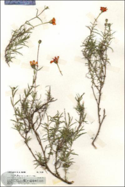 URN_catalog_HBHinton_herbarium_19678.jpg.jpg