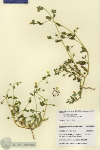 URN_catalog_HBHinton_herbarium_28664.jpg.jpg