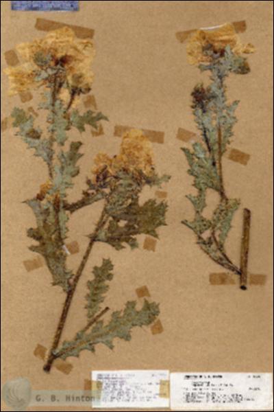 URN_catalog_HBHinton_herbarium_17550.jpg.jpg