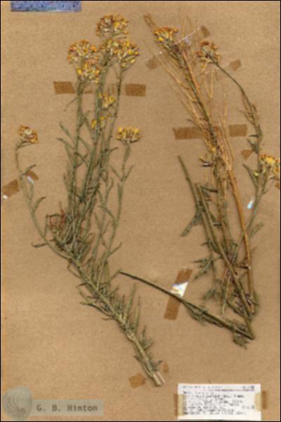 URN_catalog_HBHinton_herbarium_18458.jpg.jpg