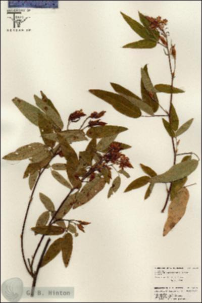 URN_catalog_HBHinton_herbarium_26335.jpg.jpg