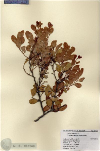 URN_catalog_HBHinton_herbarium_21956.jpg.jpg