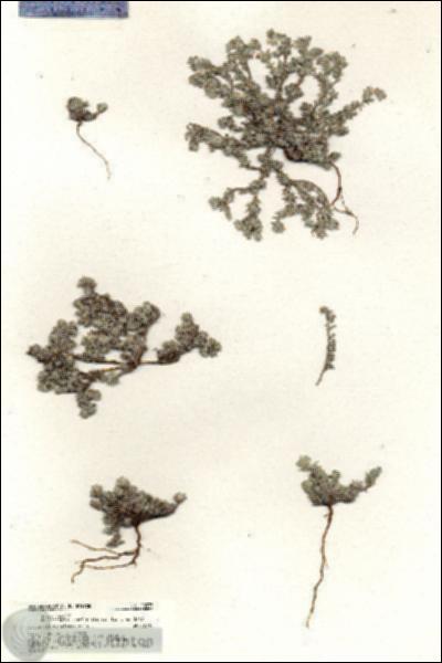 URN_catalog_HBHinton_herbarium_20373.jpg.jpg