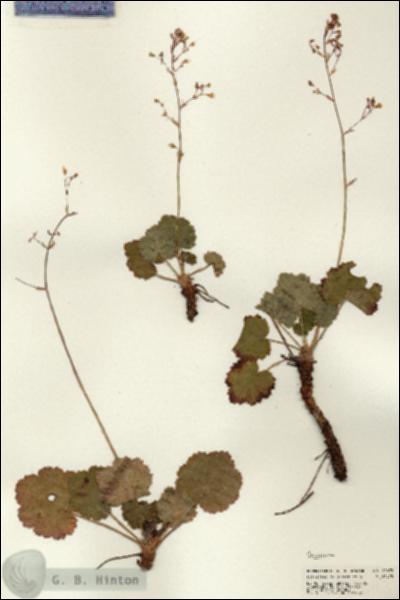 URN_catalog_HBHinton_herbarium_21693.jpg.jpg