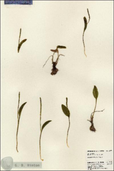 URN_catalog_HBHinton_herbarium_23275.jpg.jpg