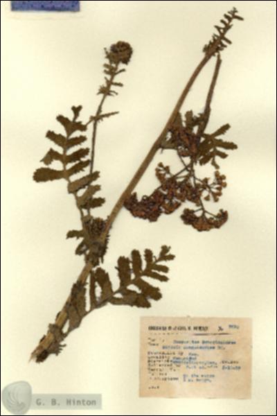 URN_catalog_HBHinton_herbarium_7690.jpg.jpg