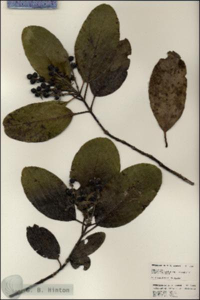 URN_catalog_HBHinton_herbarium_24685.jpg.jpg