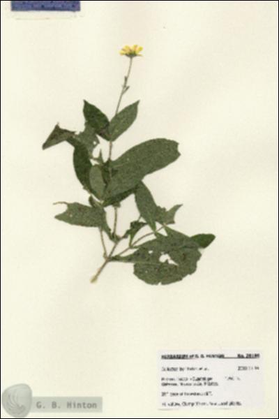 URN_catalog_HBHinton_herbarium_28186.jpg.jpg