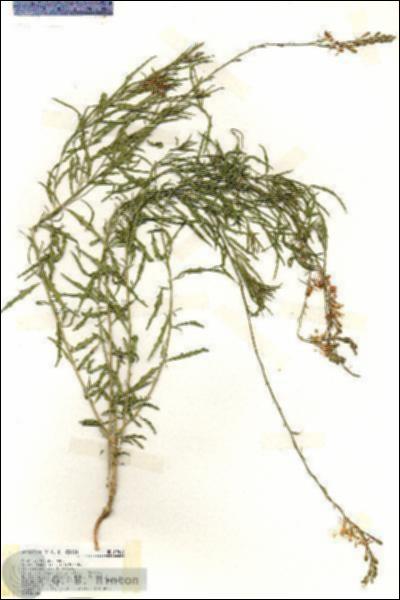 URN_catalog_HBHinton_herbarium_19416.jpg.jpg