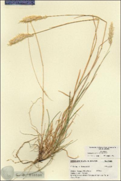 URN_catalog_HBHinton_herbarium_27446.jpg.jpg
