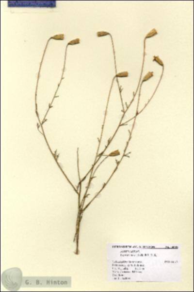 URN_catalog_HBHinton_herbarium_14910.jpg.jpg