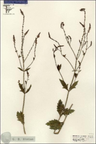 URN_catalog_HBHinton_herbarium_25422.jpg.jpg