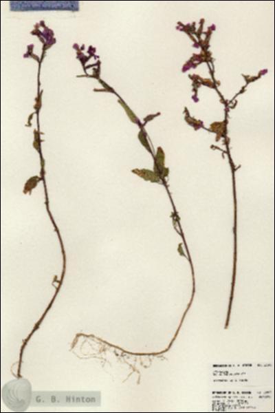 URN_catalog_HBHinton_herbarium_23803.jpg.jpg