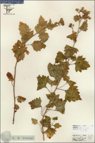 URN_catalog_HBHinton_herbarium_25809.jpg.jpg