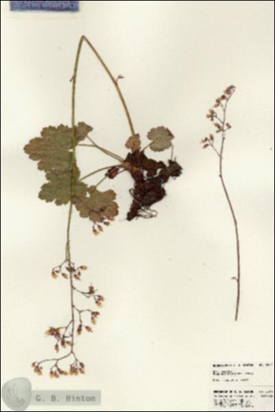 URN_catalog_HBHinton_herbarium_22974.jpg.jpg