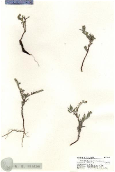 URN_catalog_HBHinton_herbarium_20376.jpg.jpg