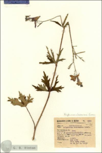 URN_catalog_HBHinton_herbarium_6579.jpg.jpg