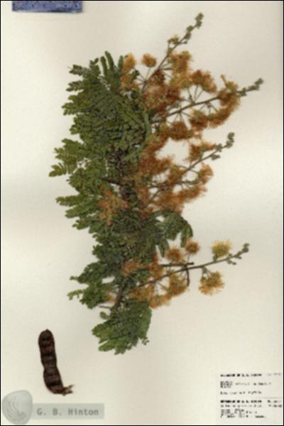 URN_catalog_HBHinton_herbarium_24451.jpg.jpg