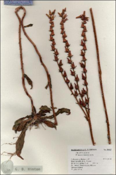 URN_catalog_HBHinton_herbarium_20627.jpg.jpg