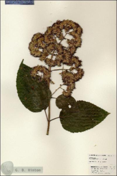 URN_catalog_HBHinton_herbarium_25214.jpg.jpg