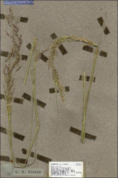 URN_catalog_HBHinton_herbarium_19132.jpg.jpg