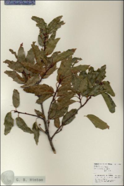 URN_catalog_HBHinton_herbarium_25924.jpg.jpg