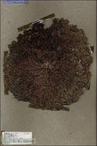 URN_catalog_HBHinton_herbarium_19544.jpg.jpg