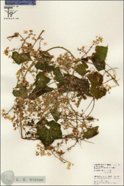 URN_catalog_HBHinton_herbarium_26461.jpg.jpg