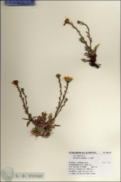URN_catalog_HBHinton_herbarium_28344.jpg.jpg