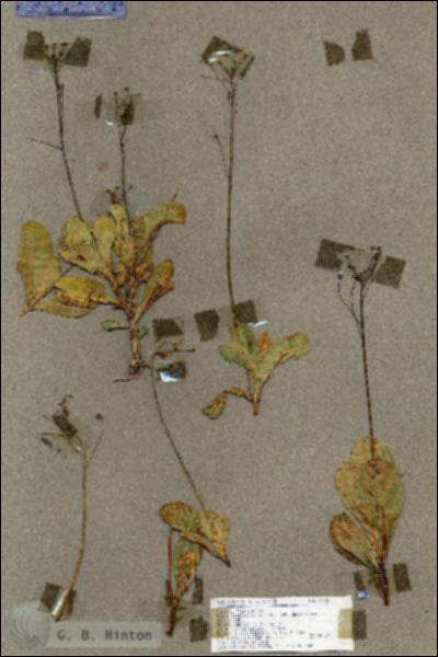 URN_catalog_HBHinton_herbarium_18604.jpg.jpg