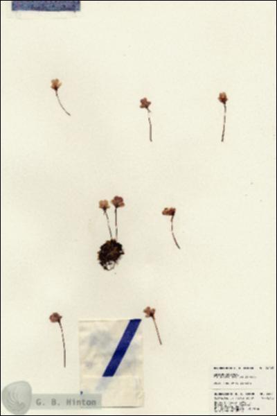 URN_catalog_HBHinton_herbarium_24045.jpg.jpg