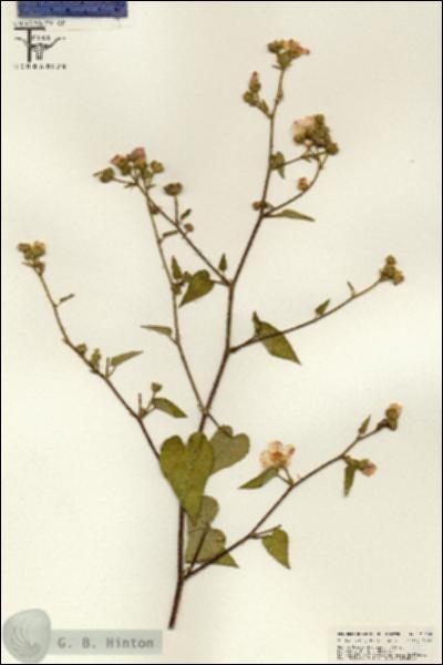 URN_catalog_HBHinton_herbarium_25658.jpg.jpg