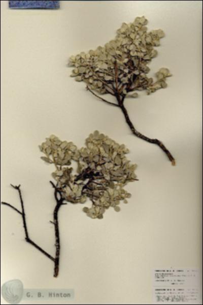 URN_catalog_HBHinton_herbarium_27078.jpg.jpg