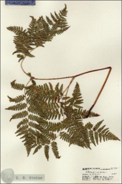 URN_catalog_HBHinton_herbarium_21269.jpg.jpg