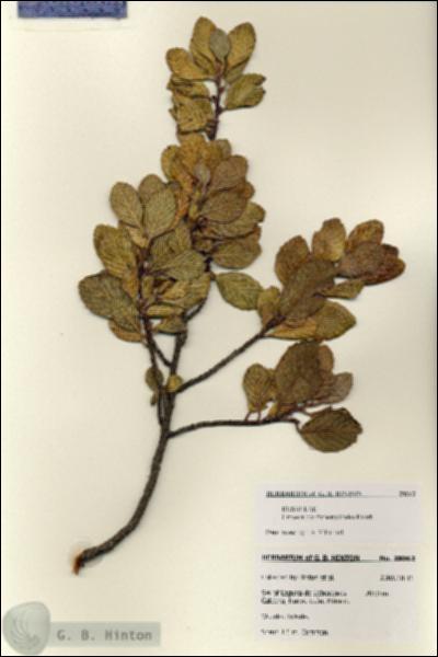 URN_catalog_HBHinton_herbarium_28062.jpg.jpg