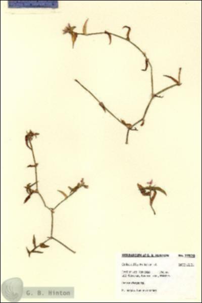 URN_catalog_HBHinton_herbarium_27825.jpg.jpg