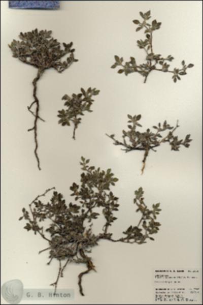 URN_catalog_HBHinton_herbarium_23002.jpg.jpg